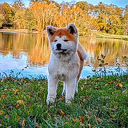 Abby participe au concours pour gagner de l'argent avec cette photo : akita, animal, autumn, canine, cute, dog, fur, grass, lake, nature, outdoor, park, pet, puppy, reflection, scenic, sky, trees, water, young