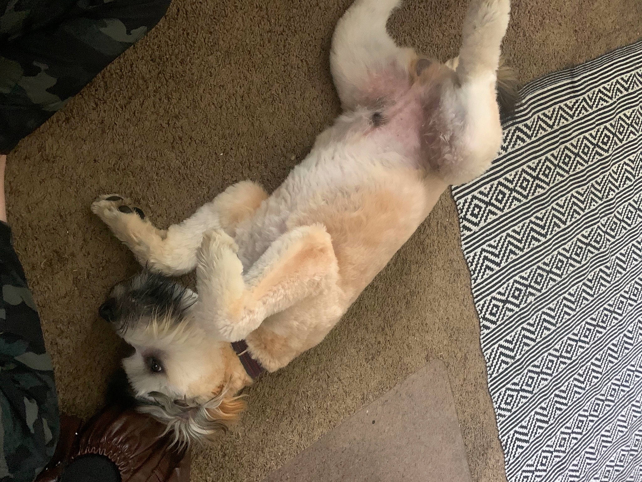 Lord Chewbacca joined the competition — help win amazing prizes! canidae, carnivore, comfort, companion_dog, dog, dog_breed, fawn, foot, fur, german_spitz, nap, paw, snout, spitz, sporting_group, tail, toy_dog, watch, whiskers, working_animal