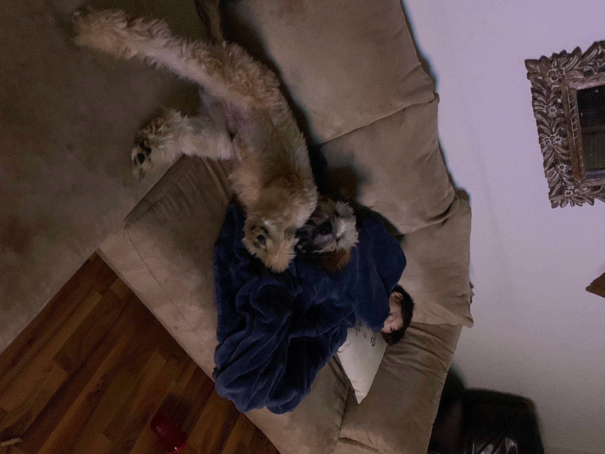 Lord Chewbacca joined the competition — help win amazing prizes! art, carnivore, comfort, companion_dog, dog_breed, domestic_short_haired_cat, fawn, felidae, flooring, fur, gesture, grey, hardwood, human_leg, small_to_medium_sized_cats, sporting_group, tail, whiskers, wood, wood_flooring