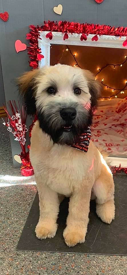 Lord Chewbacca is registered to the contest to win money with this photo: canidae, carnivore, collar, companion_dog, dog, dog_breed, dog_clothes, dog_collar, dog_supply, event, fawn, fur, leash, pet_supply, snout, sporting_group, tail, terrier, toy_dog, working_animal