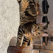 Buttercup joined the competition — help win amazing prizes! cat, tabby_cat, kitchen, countertop, plastic_cup, iced_tea, container, appliance, curious, indoor, drink, pet, feline, domestic_animal, relaxed, table_surface, lid, whiskers, ears, fur