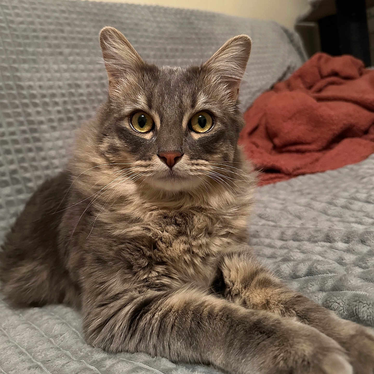 Moumouille participe au concours pour gagner de l'argent avec cette photo : animal, blanket, cat, cozy, cute, ears, eyes, feline, fluffy, fur, gray_cat, household, indoor, paws, pet, relaxed, resting, sofa, tabby, whiskers