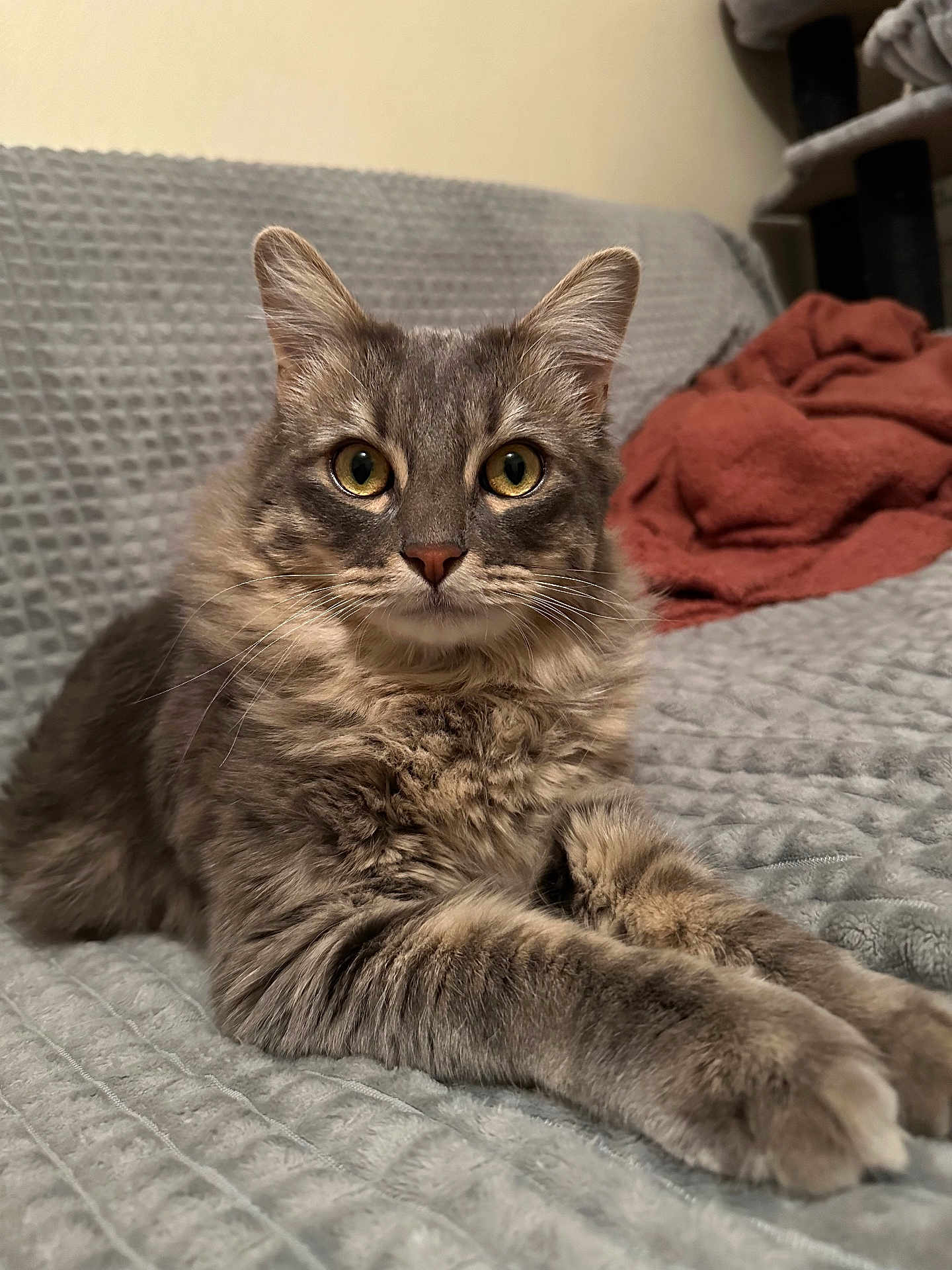 Moumouille participe au concours pour gagner de l'argent avec cette photo : cat, gray_cat, tabby, fluffy, pet, animal, feline, indoor, blanket, sofa, resting, cute, whiskers, ears, eyes, paws, cozy, household, relaxed, fur