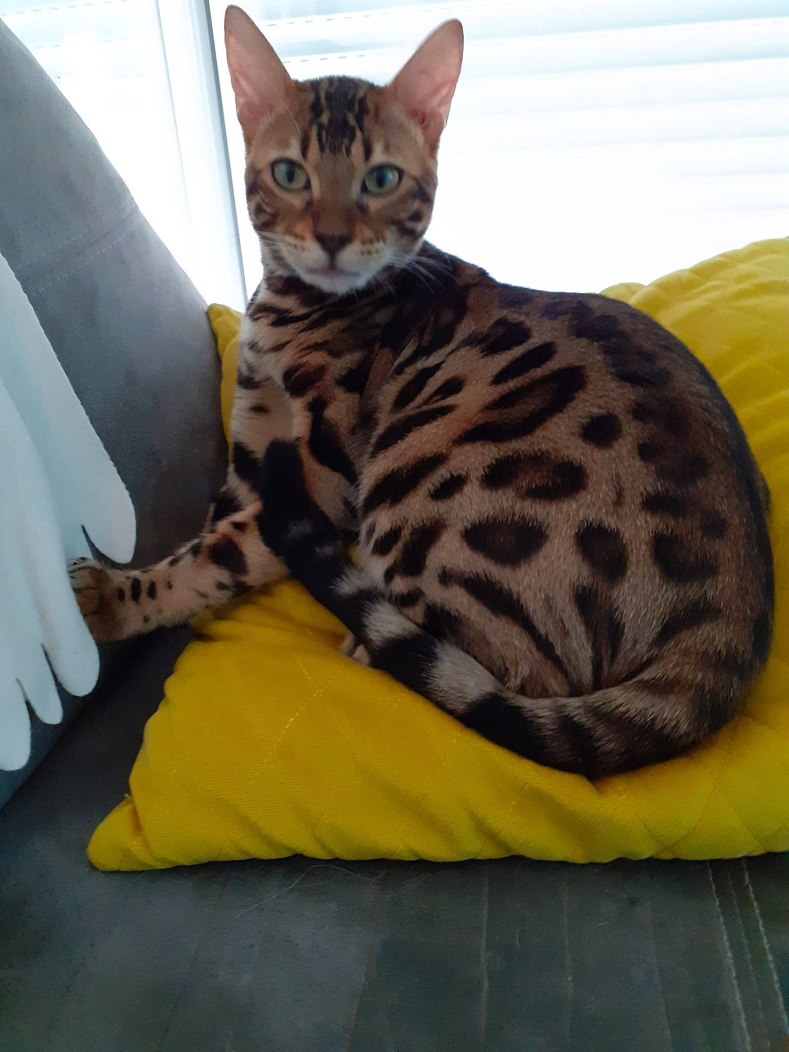 Pogo participe au concours pour gagner de l'argent avec cette photo : american_shorthair, arabian_mau, asian, australian_mist, bengal, california_spangled, carnivore, cat, chausie, domestic_short_haired_cat, dragon_li, european_shorthair, felidae, mammal, ocicat, savannah, small_to_medium_sized_cats, toyger, vertebrate, whiskers
