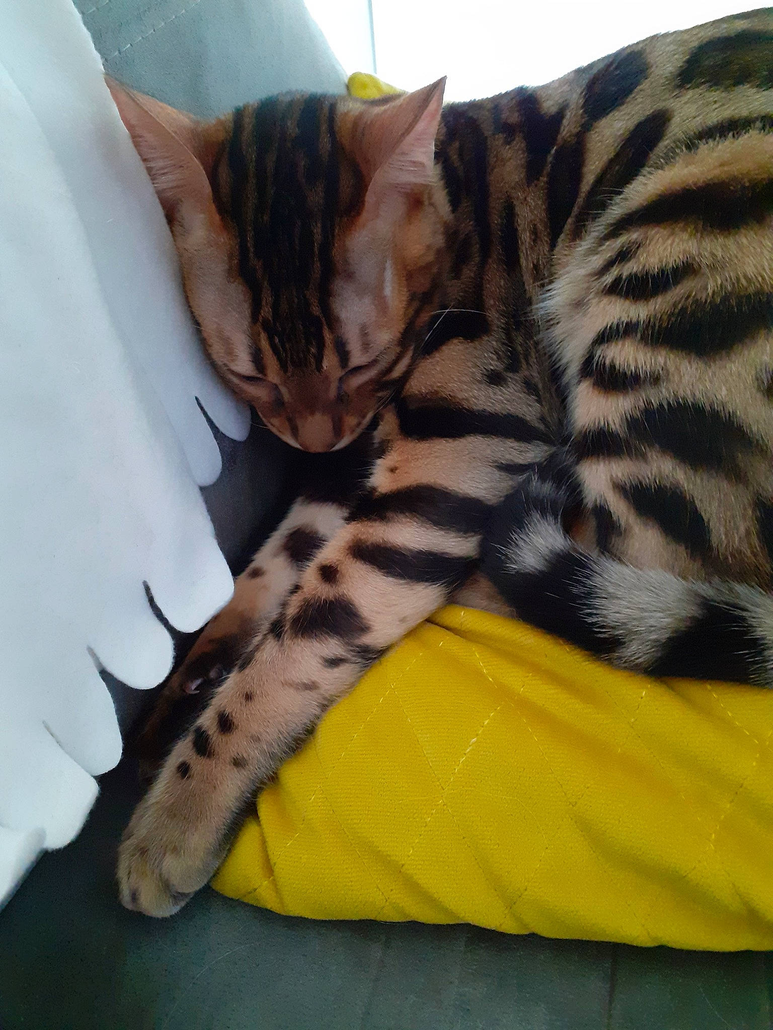 Pogo participe au concours pour gagner de l'argent avec cette photo : american_shorthair, asian, bengal, carnivore, cat, domestic_short_haired_cat, dragon_li, egyptian_mau, felidae, kitten, mammal, small_to_medium_sized_cats, tabby_cat, toyger, whiskers