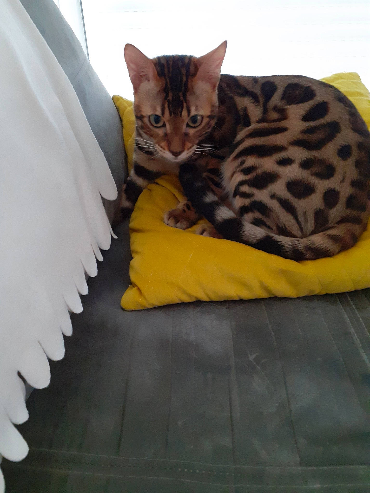 Pogo participe au concours pour gagner de l'argent avec cette photo : american_shorthair, asian, bengal, carnivore, cat, domestic_short_haired_cat, dragon_li, egyptian_mau, european_shorthair, fawn, felidae, fur, german_rex, kitten, mammal, ocicat, small_to_medium_sized_cats, tabby_cat, toyger, whiskers