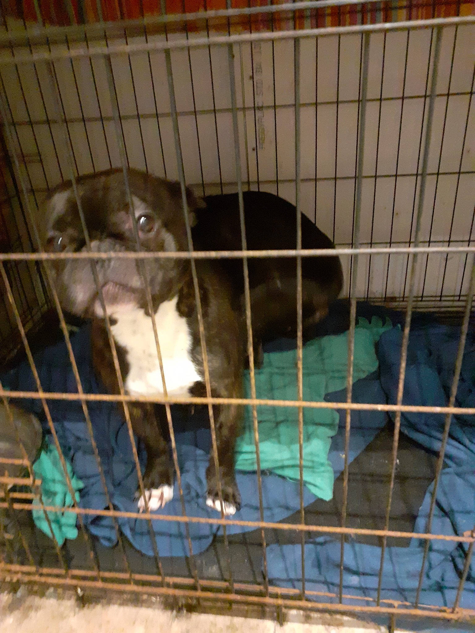 Lauis Et Inatta a rejoint le concours — aidez-le/la à gagner de superbes lots ! american_pit_bull_terrier, animal_shelter, canidae, carnivore, dog, dog_breed, dog_crate, kennel, puppy, sporting_group, street_dog