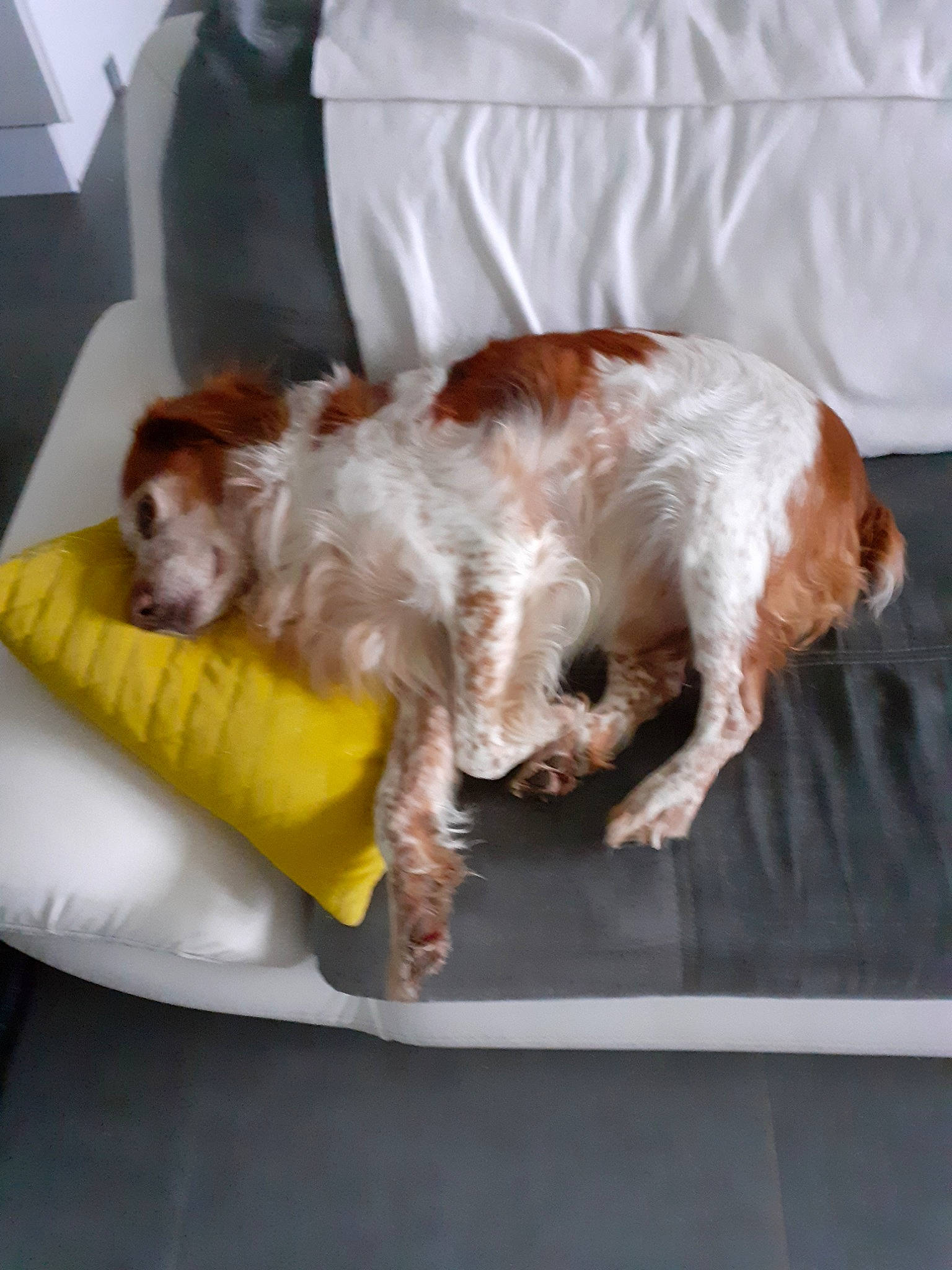 Pako a rejoint le concours — aidez-le/la à gagner de superbes lots ! canidae, carnivore, cavalier_king_charles_spaniel, companion_dog, dog, dog_breed, english_cocker_spaniel, irish_red_and_white_setter, irish_setter, king_charles_spaniel, kooikerhondje, spaniel, sporting_group, welsh_springer_spaniel