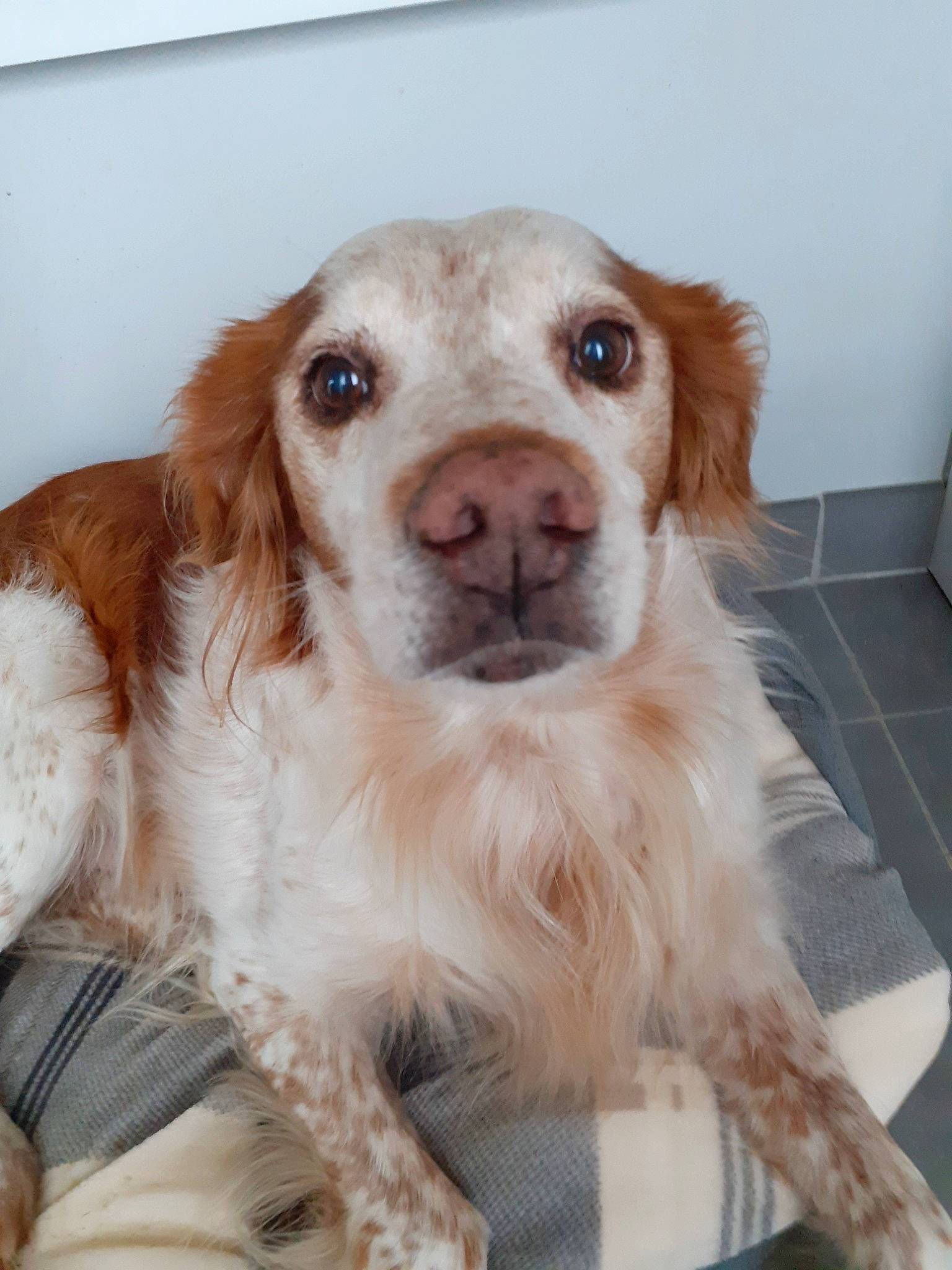 Pako participe au concours pour gagner de l'argent avec cette photo : brittany, canidae, carnivore, clumber_spaniel, companion_dog, dog, dog_breed, english_setter, irish_red_and_white_setter, kooikerhondje, mammal, nose, puppy, rare_breed_dog, retriever, setter, snout, spaniel, sporting_group, vertebrate