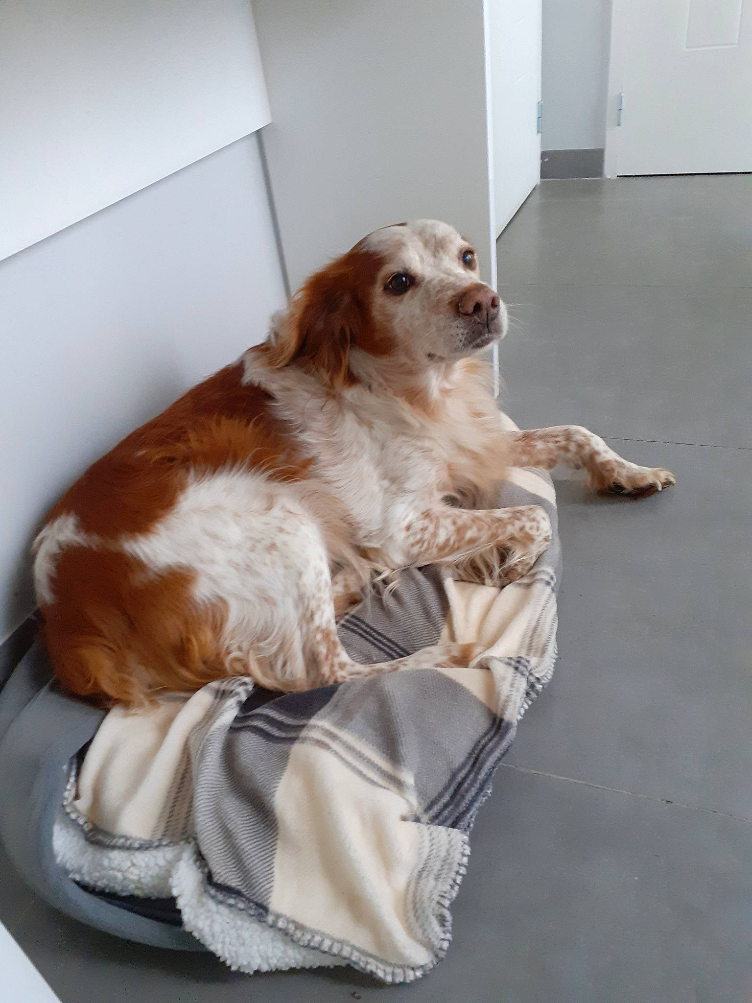 Pako a rejoint le concours — aidez-le/la à gagner de superbes lots ! canidae, carnivore, cavalier_king_charles_spaniel, cocker_spaniel, companion_dog, dog, dog_breed, english_cocker_spaniel, fawn, irish_red_and_white_setter, king_charles_spaniel, russian_spaniel, spaniel, sporting_group, welsh_springer_spaniel