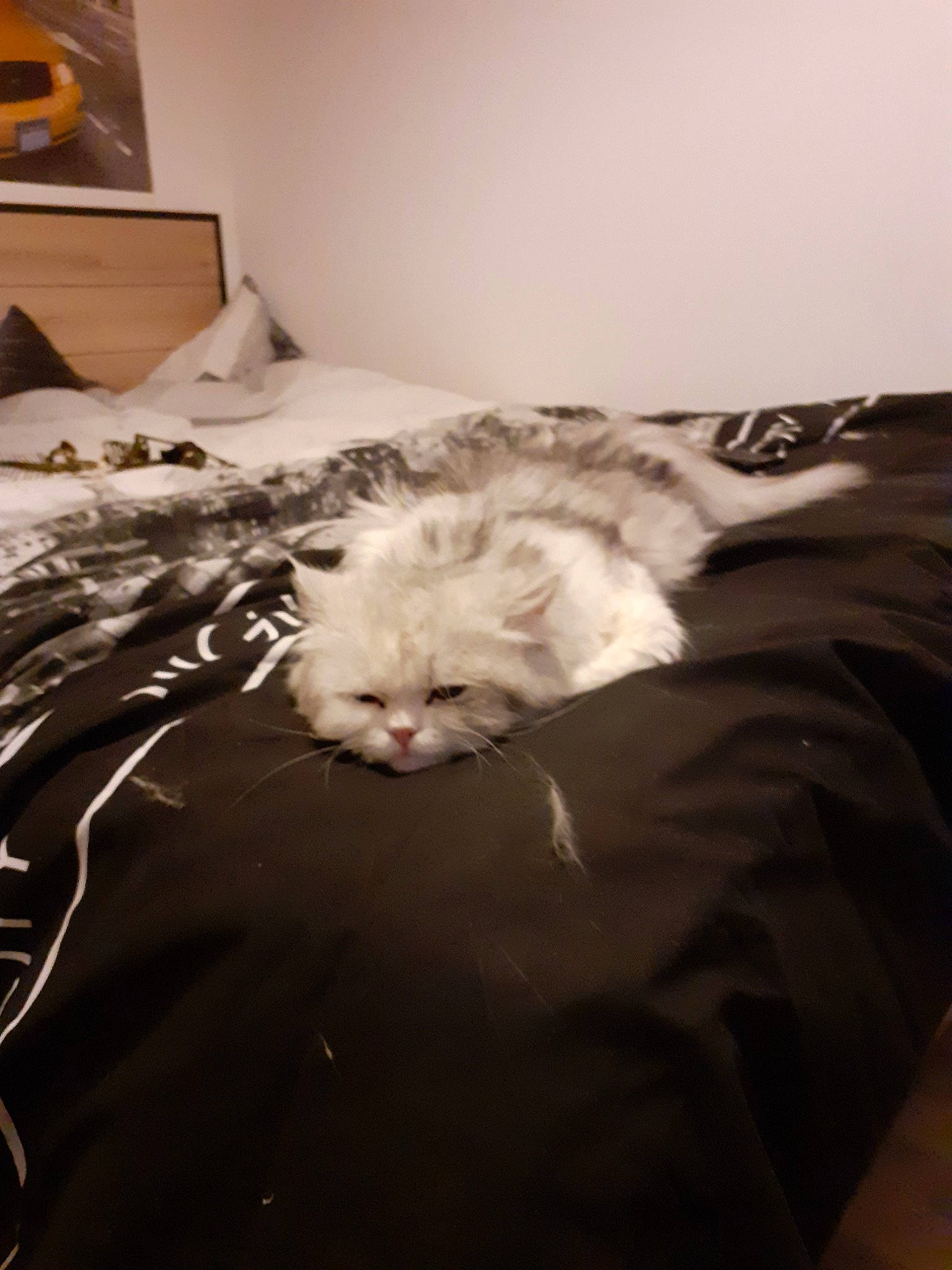 Oban participe au concours pour gagner de l'argent avec cette photo : bed, bed_sheet, bedroom, carnivore, cat, eye, felidae, fur, furniture, kitten, persian, ragdoll, room, small_to_medium_sized_cats, whiskers