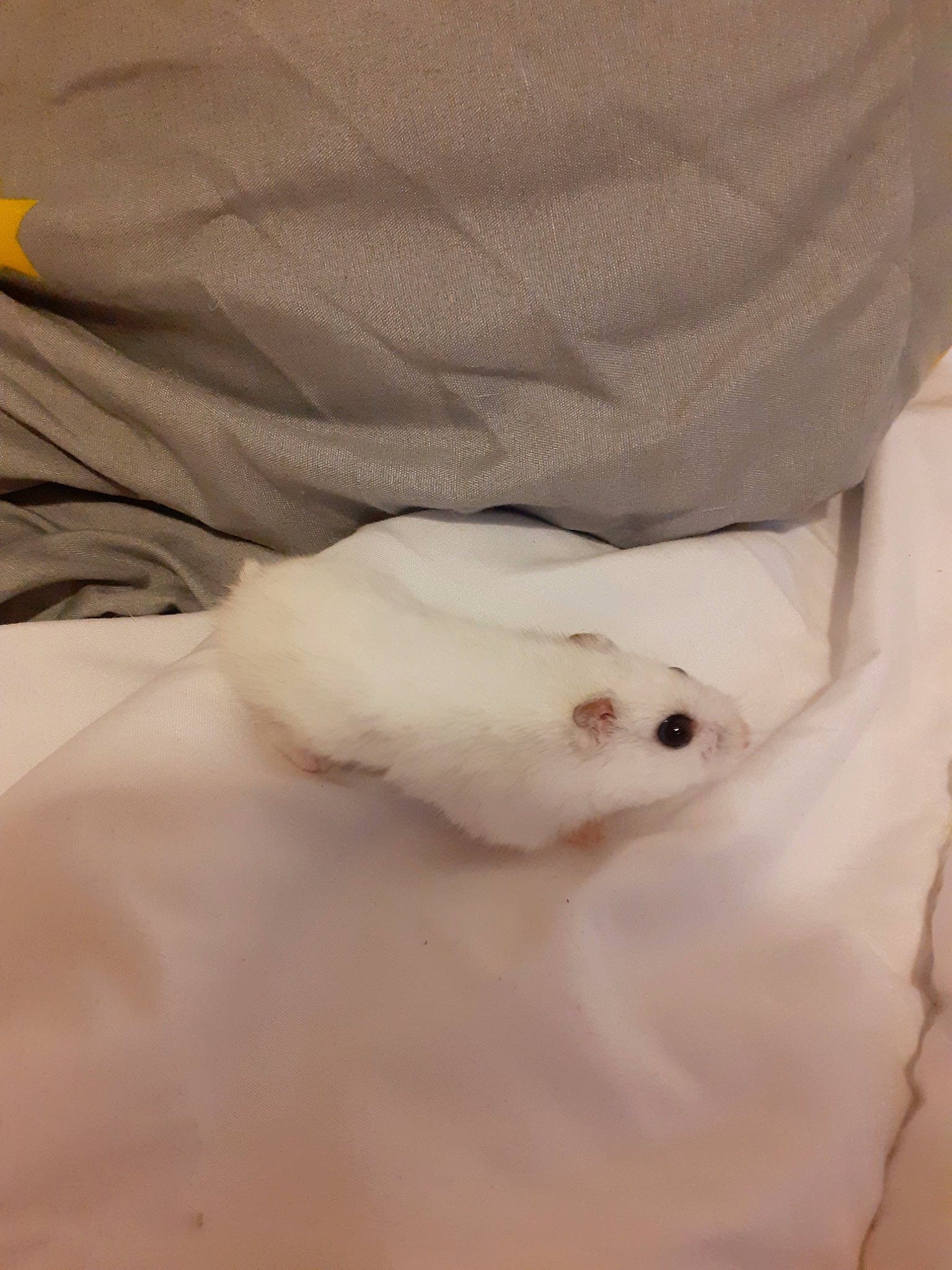 Titi Hamster participe au concours pour gagner de l'argent avec cette photo : fur, white