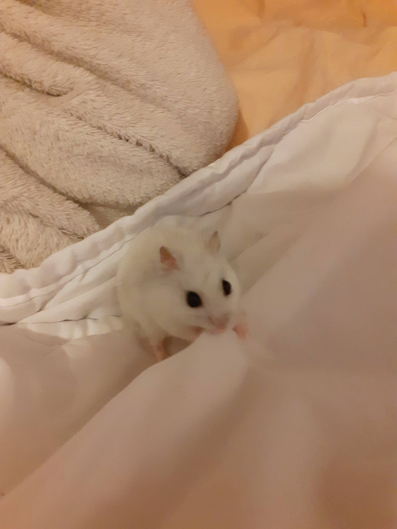 Titi Hamster a rejoint le concours — aidez-le/la à gagner de superbes lots ! burmilla, carnivore, cat, colorpoint_shorthair, fawn, felidae, fur, khao_manee, kitten, mammal, ragdoll, small_to_medium_sized_cats, turkish_angora, turkish_van, whiskers, white