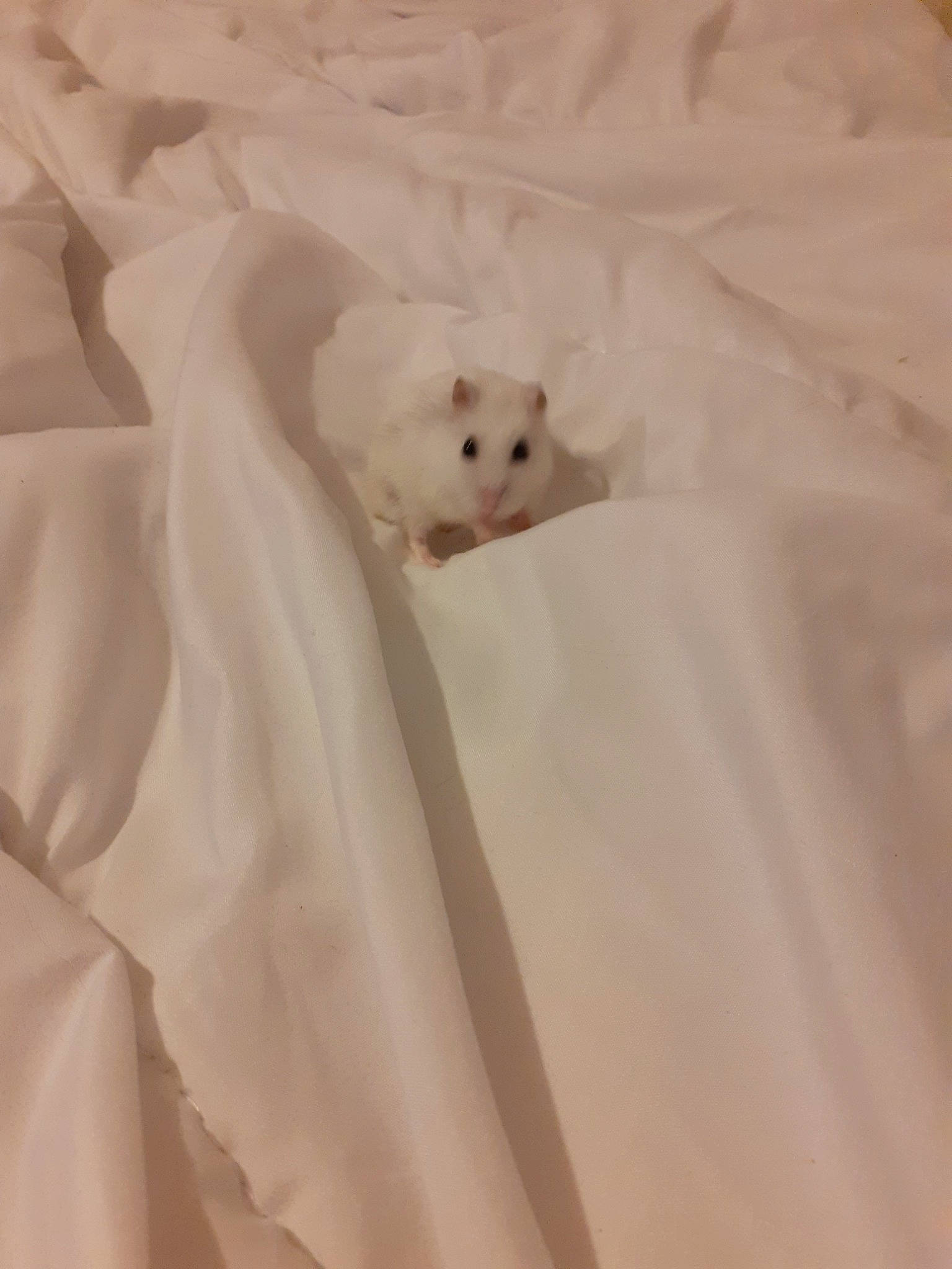 Titi Hamster participe au concours pour gagner de l'argent avec cette photo : bichon, canidae, dog_breed, fawn, maltese, non_sporting_group, pomeranian, puppy, spitz, white
