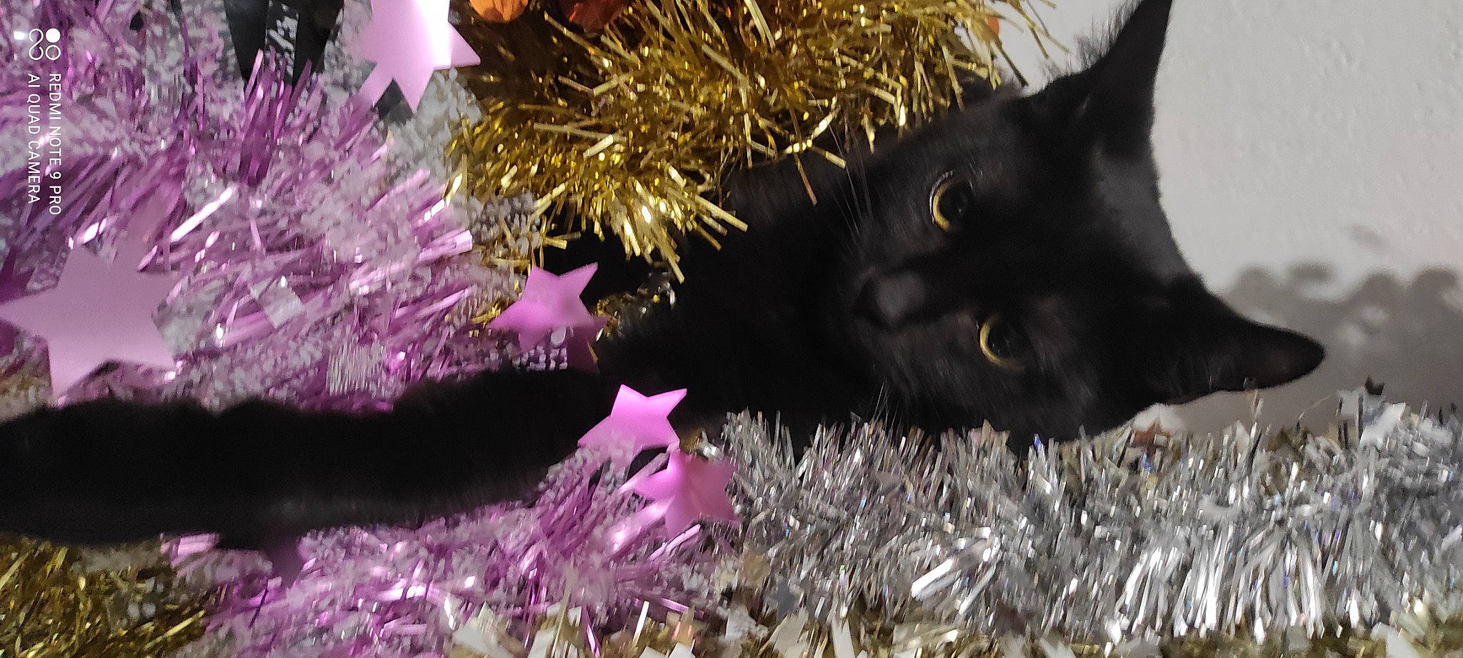 Sia a rejoint le concours — aidez-le/la à gagner de superbes lots ! black_cat, carnivore, cat, christmas_decoration, christmas_ornament, close_up, conifer, domestic_short_haired_cat, event, felidae, fur, grass, holiday, organism, ornament, plant, small_to_medium_sized_cats, snout, tail, whiskers