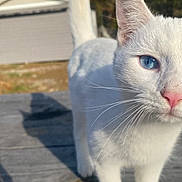 Gatito is registered to the contest to win money with this photo: cat, white_cat, blue_eyes, outdoor, wooden_surface, animal, pet, curious, close_up, nature, sunlight, feline, whiskers, tail, daylight, background_blur, ears, nose, walking, domestic_animal