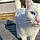 Gatito