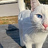 animal, background_blur, blue_eyes, cat, close_up, curious, daylight, domestic_animal, ears, feline, nature, nose, outdoor, pet, sunlight, tail, walking, whiskers, white_cat, wooden_surface