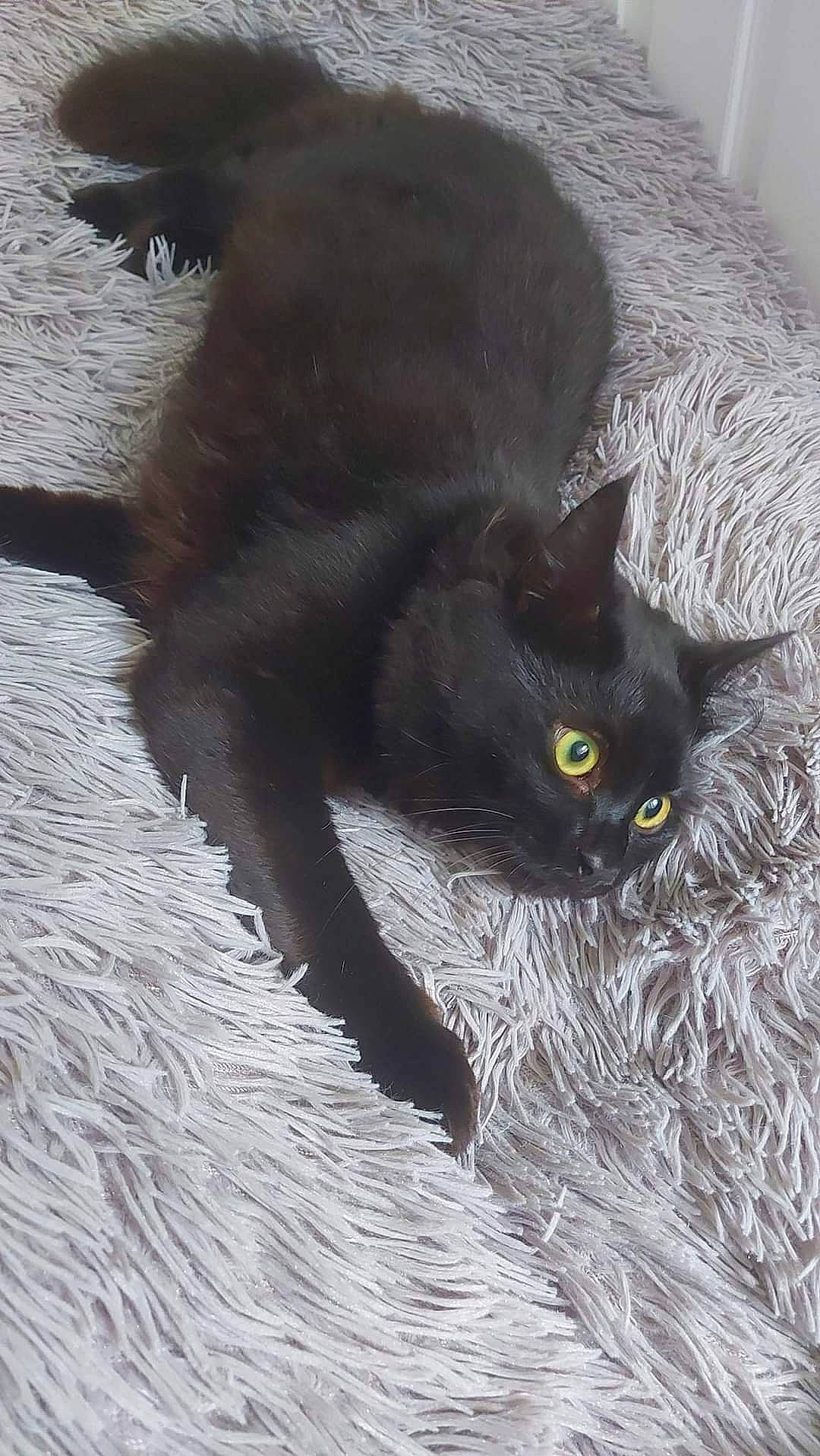 Shadow is registered to the contest to win money with this photo: black_cat, bombay, carnivore, cat, claw, domestic_short_haired_cat, felidae, fur, grass, grey, paw, shadow, sitting, small_to_medium_sized_cats, snout, tail, terrestrial_animal, whiskers