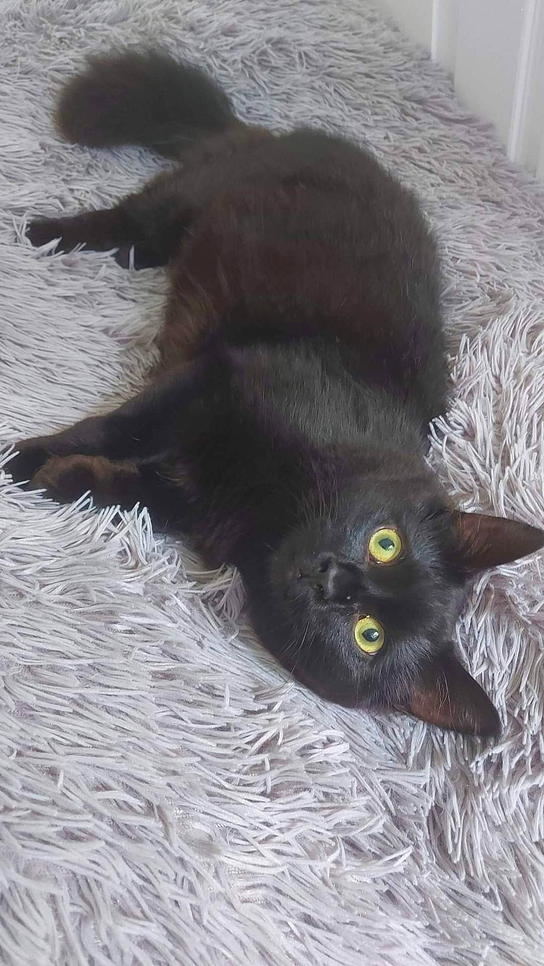 Shadow is registered to the contest to win money with this photo: black_cat, bombay, canidae, carnivore, cat, claw, comfort, dog_breed, domestic_short_haired_cat, felidae, fur, grey, paw, small_to_medium_sized_cats, snout, sporting_group, tail, terrestrial_animal, whiskers, wildlife