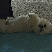 Moxy is registered to the contest to win money with this photo: carpet, cozy, cute, dog, eyes, face, floor, fluffy, grainy, indoor, low_light, lying_on_back, mat, nose, paw, pet, relaxed, rug, small_dog, white_dog