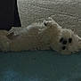 carpet, cozy, cute, dog, eyes, face, floor, fluffy, grainy, indoor, low_light, lying_on_back, mat, nose, paw, pet, relaxed, rug, small_dog, white_dog