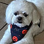 bandana, black_nose, close_up, cute, dark_eyes, dog, domestic_animal, fur, groomed, halloween, indoors, lying_down, paw, pet, portrait, pumpkin, small_dog, spooky, tile_floor, white_fur
