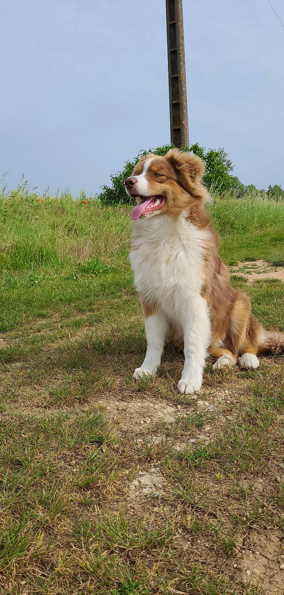 Saphir participe au concours pour gagner de l'argent avec cette photo : biting, canidae, carnivore, companion_dog, dog, dog_breed, fang, fawn, foot, grass, grassland, herding_dog, plant, sky, tail, terrestrial_animal, tree, whiskers, working_animal, working_dog