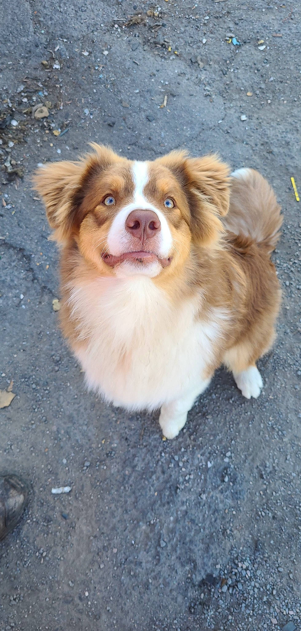 Saphir participe au concours pour gagner de l'argent avec cette photo : ancient_dog_breeds, australian_collie, canidae, carnivore, companion_dog, dog, dog_breed, fawn, fur, herding_dog, liver, non_sporting_group, road_surface, snout, sporting_group, terrestrial_animal, toy_dog, whiskers, working_animal, working_dog