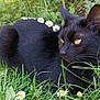 Maya a rejoint le concours — aidez-le/la à gagner de superbes lots ! anemone, animal, bird, blackbird, blackcat, cat, countryside, daisy, field, flower, grass, grassland, lawn, manx, meadow, nature, outdoors, pet, petal, plant