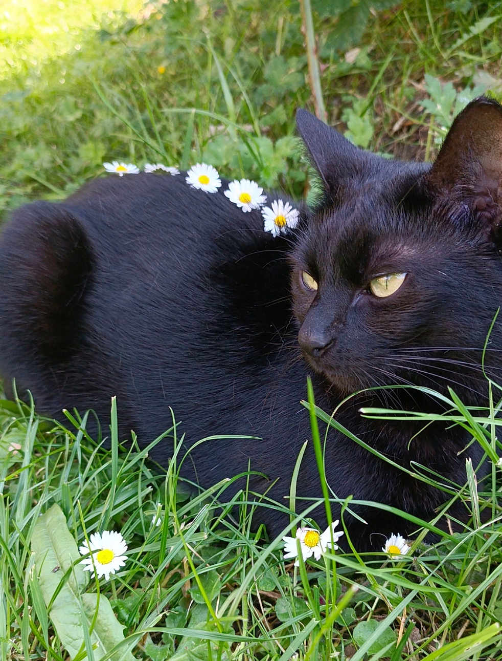 Maya
