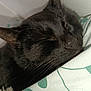 Maya a rejoint le concours — aidez-le/la à gagner de superbes lots ! abyssinian, animal, bed, blackcat, blanket, cat, cushion, furniture, homedecor, kitten, manx, person, pet, quilt, sleeping, towel