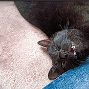 Maya a rejoint le concours — aidez-le/la à gagner de superbes lots ! animal, black_cat, cat, closeup, cute, ear, fabric, feline, fur, head, indoor, jeans, mammal, pet, relaxing, resting, sleeping, soft_surface, teeth, whiskers