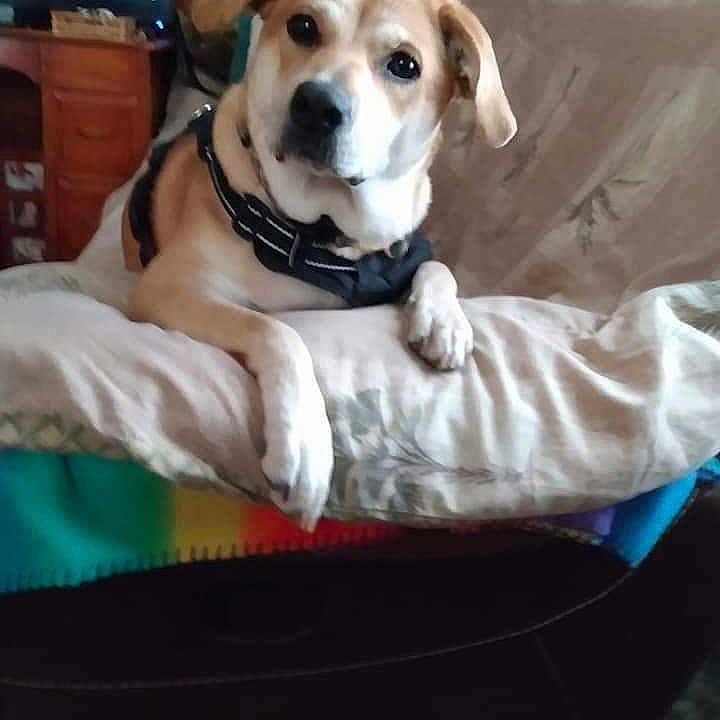 Kloe joined the competition — help win amazing prizes! cabinetry, cable_television, carnivore, collar, comfort, companion_dog, couch, dog, dog_breed, dog_collar, dog_supply, fawn, fur, linens, paw, pet_supply, snout, television, whiskers, working_animal