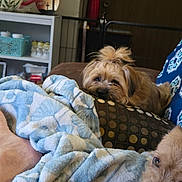 Ziggy is registered to the contest to win money with this photo: dog, blanket, couch, pillow, indoor, pet, relaxing, fur, cozy, home, furniture, brown, blue, pattern, sleepy, face, animal, companion, cute, resting