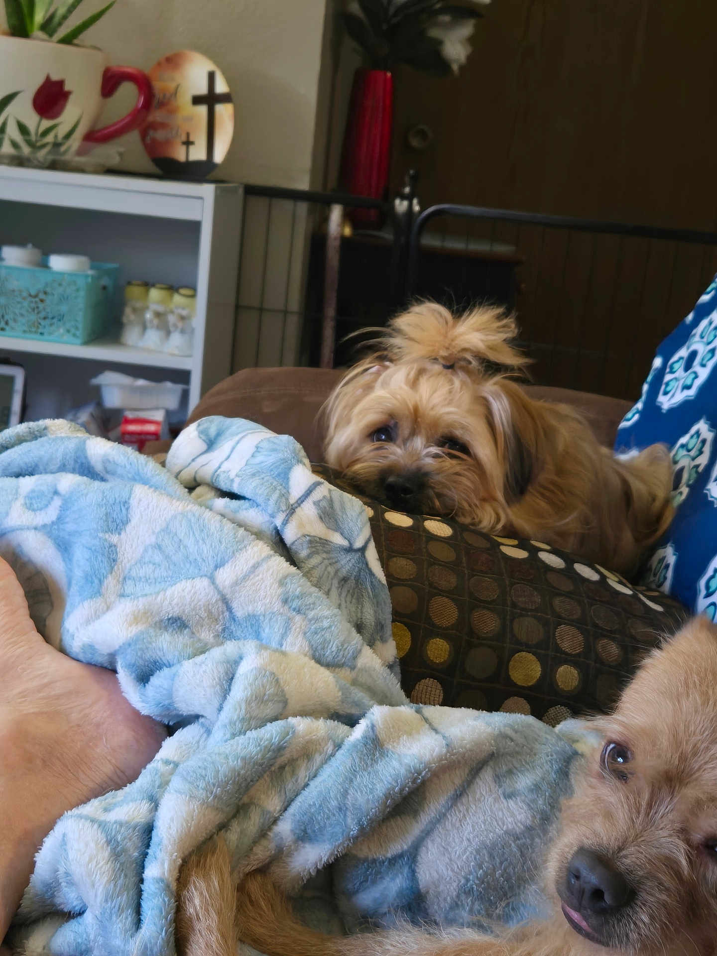 Ziggy is registered to the contest to win money with this photo: dog, blanket, couch, pillow, indoor, pet, relaxing, fur, cozy, home, furniture, brown, blue, pattern, sleepy, face, animal, companion, cute, resting