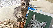 Sophie joined the competition — help win amazing prizes! cat, gray_tabby, painting, hand, blanket, couch, living_room, carpet, furniture, decor, door, floor, indoor, pet, animal, portrait, art, cozy, curious, home