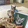 cat, gray_tabby, painting, hand, blanket, couch, living_room, carpet, furniture, decor, door, floor, indoor, pet, animal, portrait, art, cozy, curious, home
