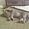 Sophie is registered to the contest to win money with this photo: kitten, sleeping, bedroom, blanket, remote_control, hairbrush, furniture, wood, drawer, cozy, pet, animal, resting, indoor, tabby, gray, cute, small, fur, paw