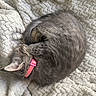 Sophie is registered to the contest to win money with this photo: cat, tabby, gray_cat, collar, pink_collar, sleeping, curled_up, blanket, textured_blanket, cozy, pet, fur, animal, cute, resting, indoor, soft, domestic_cat, mammal, nap