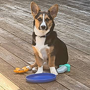 Samson joined the competition — help win amazing prizes! dog, puppy, tri_color, toy, frisbee, wooden_deck, outdoor, pet, animal, playtime, sitting, collar, sunlight, brown, black, white, cute, young, domestic, companion