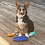 dog, puppy, tri_color, toy, frisbee, wooden_deck, outdoor, pet, animal, playtime, sitting, collar, sunlight, brown, black, white, cute, young, domestic, companion