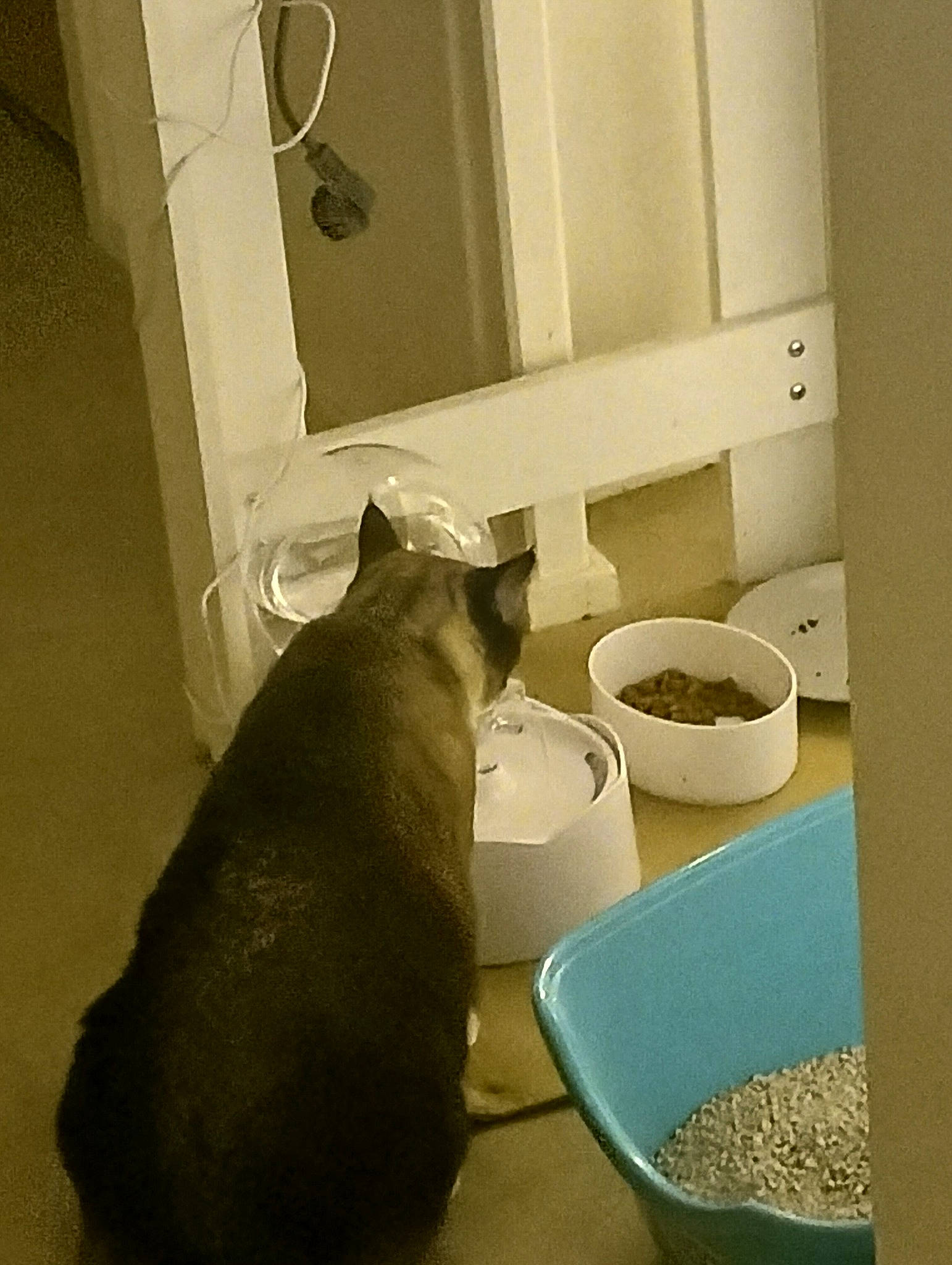 Isis participe au concours pour gagner de l'argent avec cette photo : animal_feed, carnivore, cat, cat_food, cat_supply, comfort, felidae, floor, flooring, hardwood, ingredient, mammal, pet_food, pet_supply, serveware, small_to_medium_sized_cats, tail, vertebrate, whiskers, wood