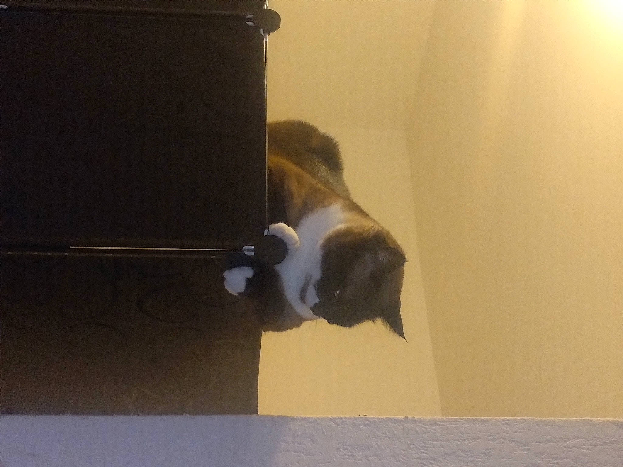 Isis participe au concours pour gagner de l'argent avec cette photo : canidae, carnivore, cat, ceiling, felidae, flooring, gesture, hardwood, paper, plaster, plywood, room, shadow, small_to_medium_sized_cats, sporting_group, tail, visual_arts, whiskers, window, wood