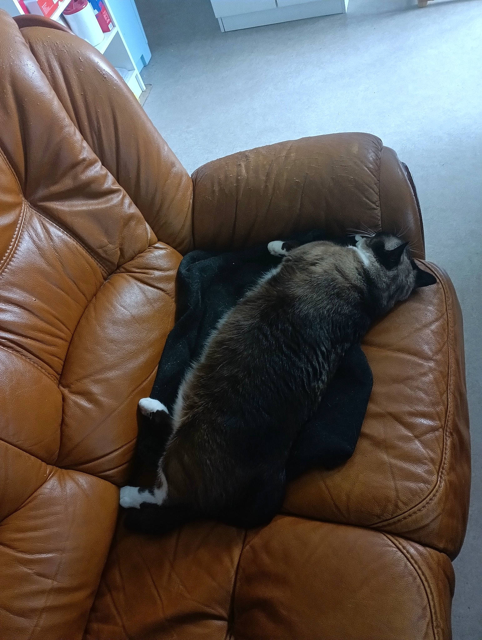 Isis participe au concours pour gagner de l'argent avec cette photo : armrest, carnivore, chair, comfort, companion_dog, couch, dog_breed, felidae, flooring, furniture, hardwood, human_leg, living_room, room, small_to_medium_sized_cats, sporting_group, studio_couch, tail, whiskers, wood