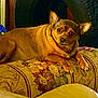 dog, brown_dog, pet, indoor, cushion, floral_pattern, furniture, small_dog, animal, ears, alert, curious, cozy, resting, looking, paw, mammal, companion, cute, domestic