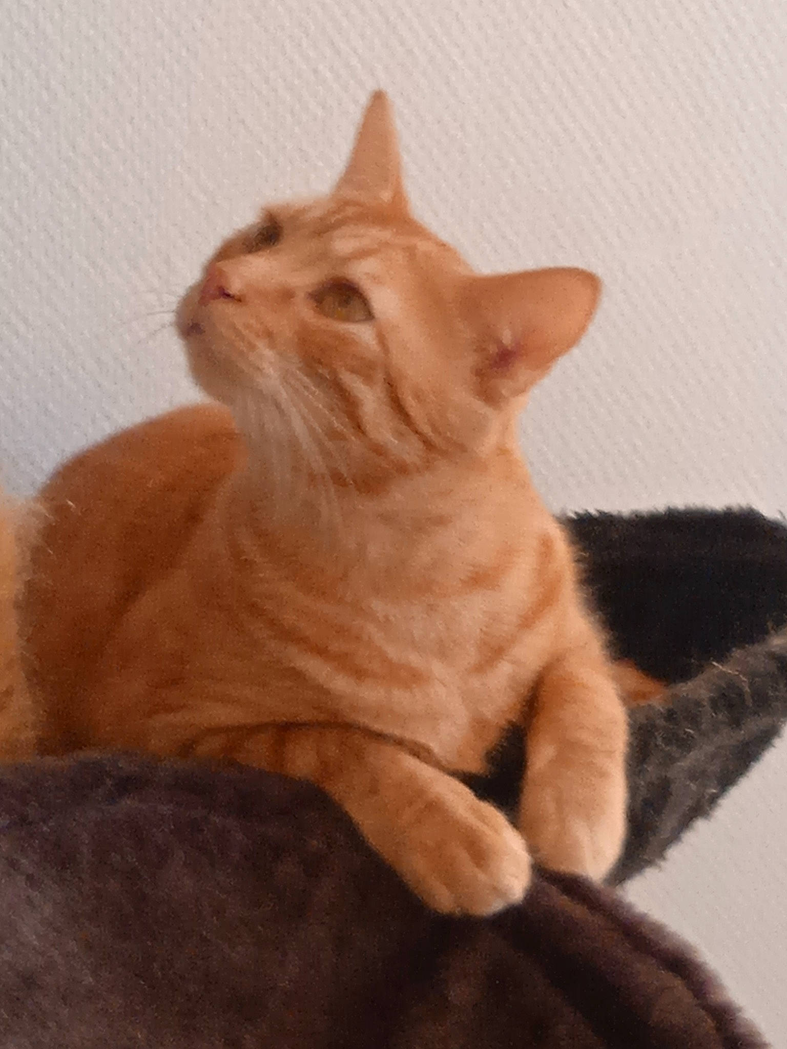 Potiron