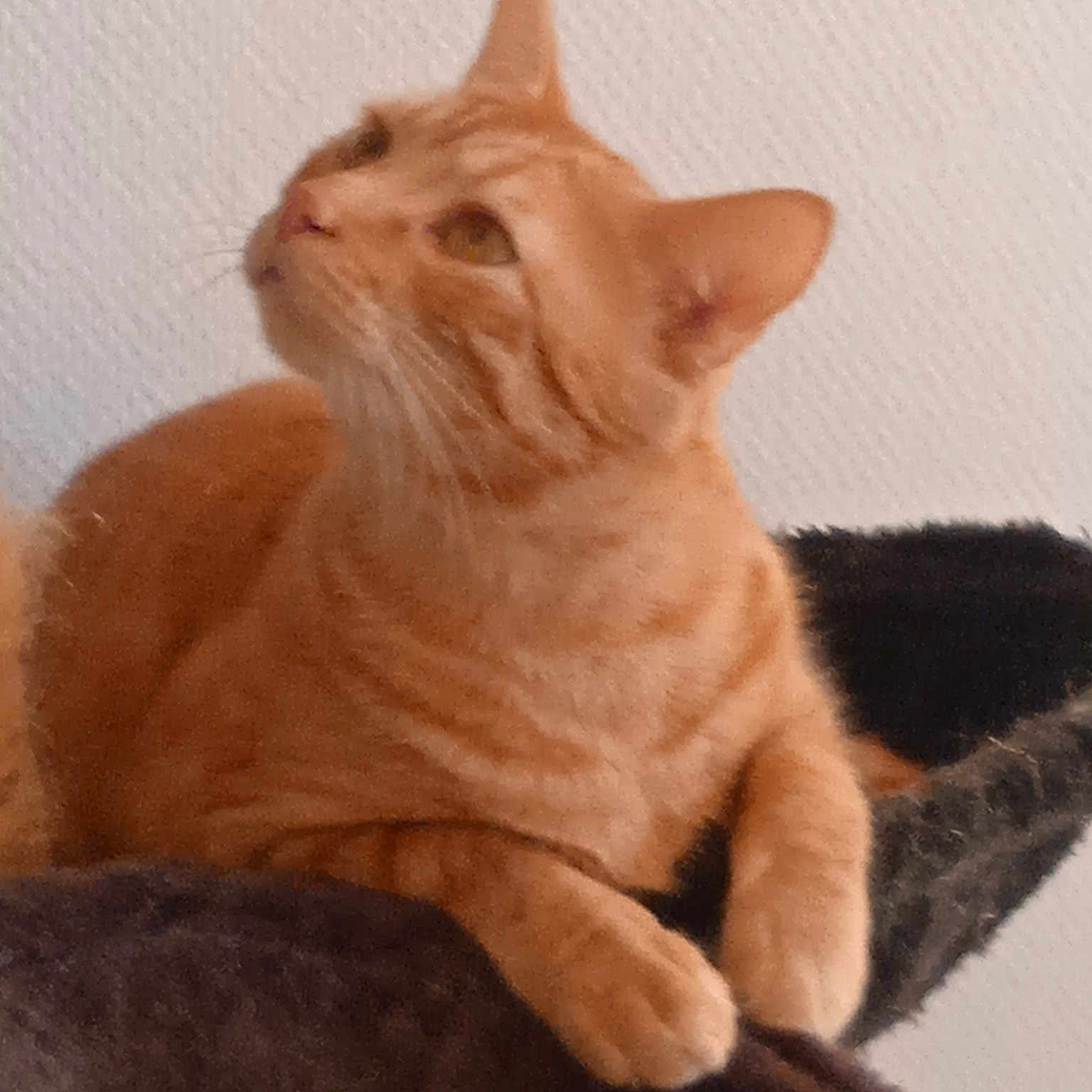 Potiron