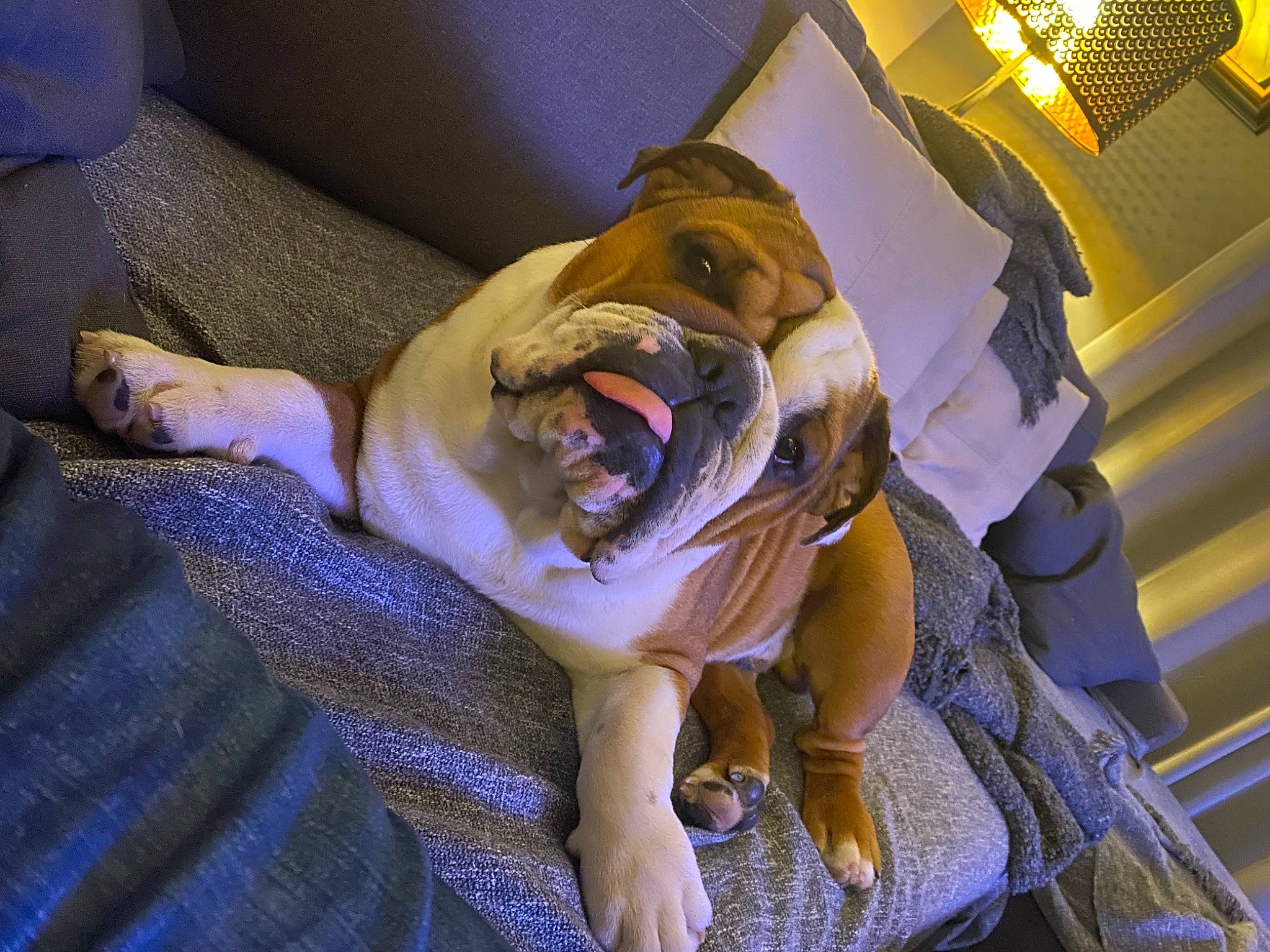 Winston participe au concours pour gagner de l'argent avec cette photo : carnivore, comfort, companion_dog, couch, dog, dog_breed, electric_blue, fang, fawn, felidae, fun, fur, happy, jaw, purple, small_to_medium_sized_cats, snout, whiskers, wrinkle, yawn