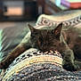 cat, black_cat, sleeping, blanket, texture, cozy, paws, indoor, resting, feline, nap, close_up, soft, comfort, animal, pet, relaxation, fur, home, warm